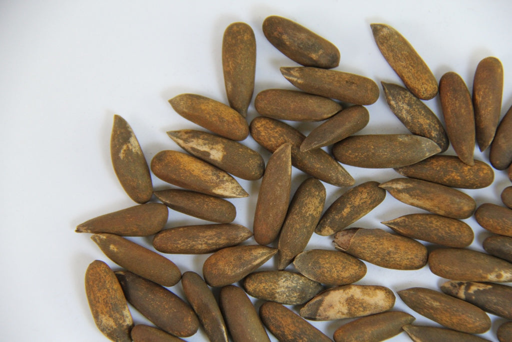 Afghan Pine Nuts